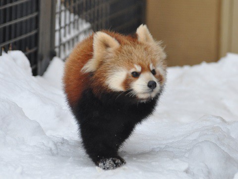 懐かし写真・・・1月10日　旭山動物園　レッサーパンダ　子ども達