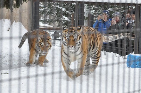 懐かしい写真・・・1月10日　旭山動物園　アムールトラたち