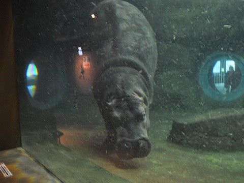 懐かしい写真・・・2月14日　旭山動物園　きりん舎かば館