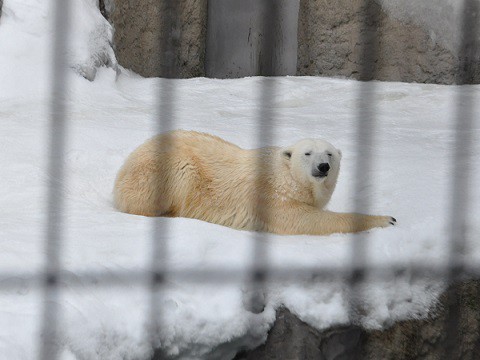 懐かしい写真・・・2月14日　旭山動物園　ホッキョクグマ