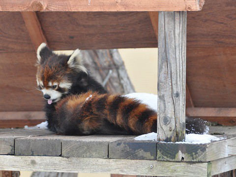 懐かしい写真・・・2月14日　旭山動物園　レッサーパンダ　両親たち