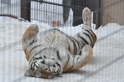 懐かしい写真・・・2月14日　旭山動物園　アムールトラ親子