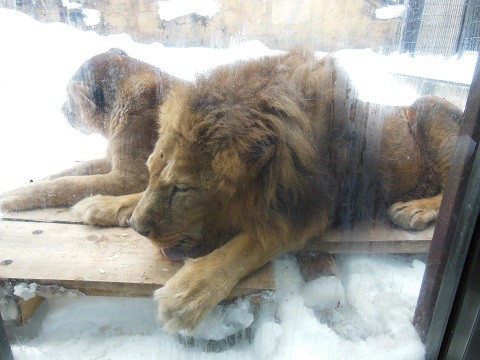 懐かしい写真・・・2月14日　旭山動物園　ライオン夫婦