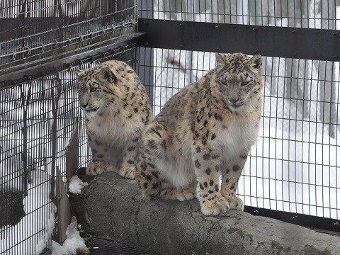 懐かしい写真・・・2月14日　旭山動物園　もうじゅう館東側の方々