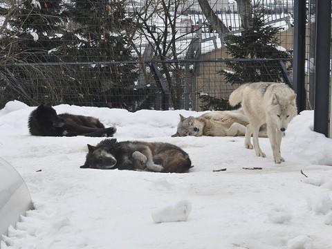 懐かしい写真・・・2月14日　旭山動物園　シンリンオオカミ