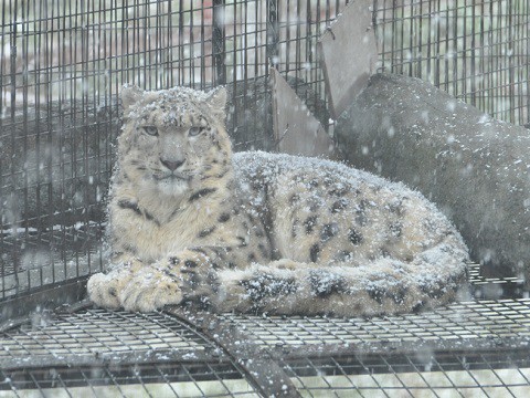 11月15日　旭山動物園へ行ってきました