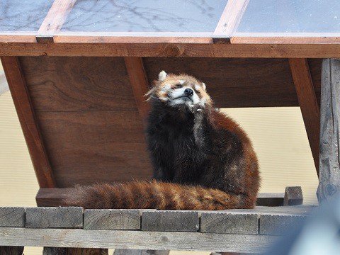 懐かしい写真・・・4月2日　旭山動物園　レッサーパンダ