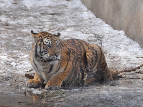 懐かしい写真・・・4月2日　旭山動物園　アムールトラ