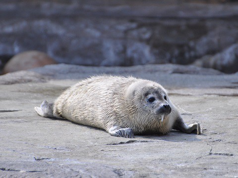 懐かしい写真・・・4月2日　旭山動物園　ゴマフアザラシの赤ちゃん