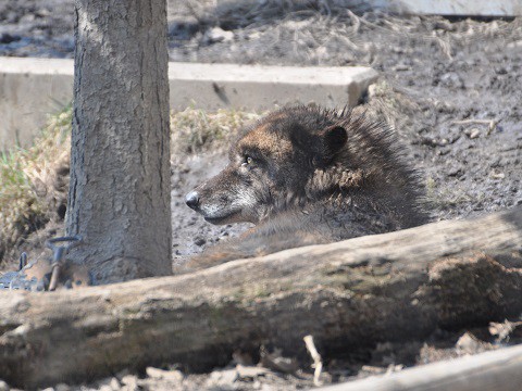 懐かしい写真・・・4月2日　旭山動物園　シンリンオオカミ