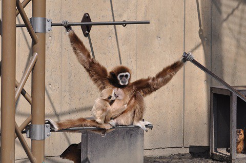 懐かしい写真・・・4月2日　旭山動物園　いろんな親子