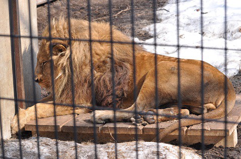 懐かしい写真・・・4月2日　旭山動物園　ライオン