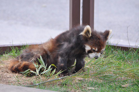 懐かしい写真・・・4月29日　旭山動物園　レッサーパンダの大人たち