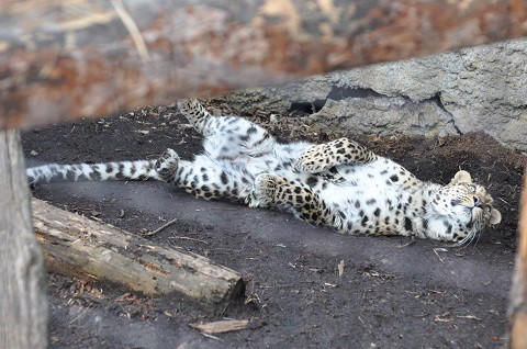 懐かしい写真・・・4月29日　旭山動物園　午前中のもうじゅう館