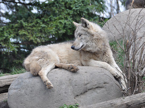 懐かしい写真・・・4月29日　旭山動物園　シンリンオオカミ