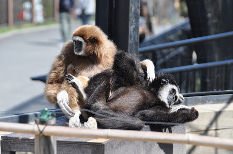 懐かしい写真・・・4月29日　旭山動物園　シロテテナガザル夫婦