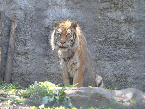 懐かしい写真・・・6月6日　旭山動物園　アムールトラ　のんとキリル