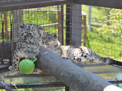 懐かしい写真・・・6月6日　旭山動物園　もうじゅう館トラ・ライオン以外