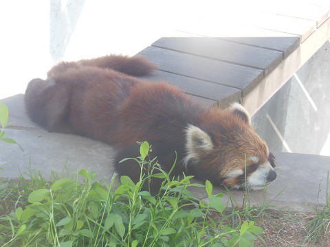 懐かしい写真・・・6月6日　旭山動物園　レッサーパンダ　栃と友友親子