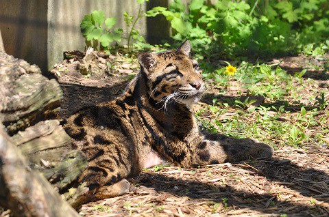 懐かしい写真・・・6月6日　旭山動物園　ウンピョウ