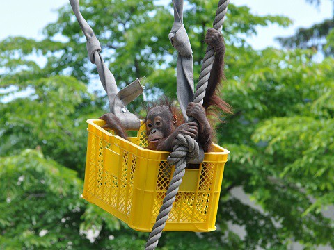 懐かしい写真・・・旭山動物園　オランウータン母子とシロテテナガザル一家