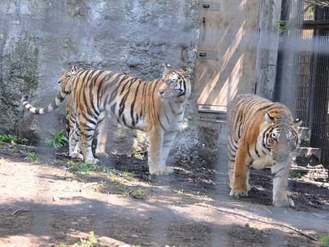 懐かしい写真・・・6月6日　旭山動物園　アムールトラ　親子