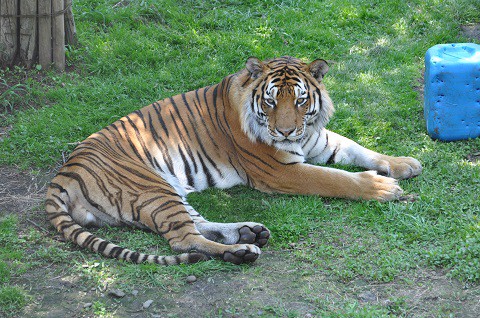 懐かしい写真・・・6月6日　旭山動物園　トラからライオン夫婦へ