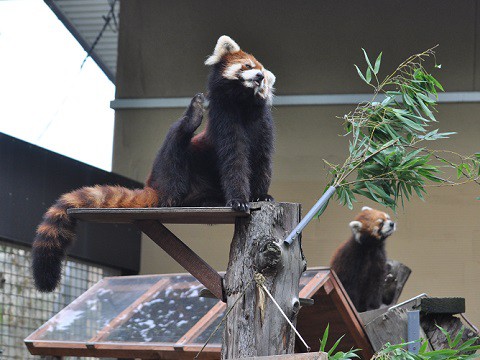 懐かしい写真・・・8月1日　旭山動物園　レッサーパンダ