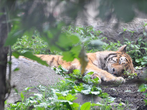 懐かしい写真・・・8月1日　旭山動物園　もうじゅう館のライオン以外