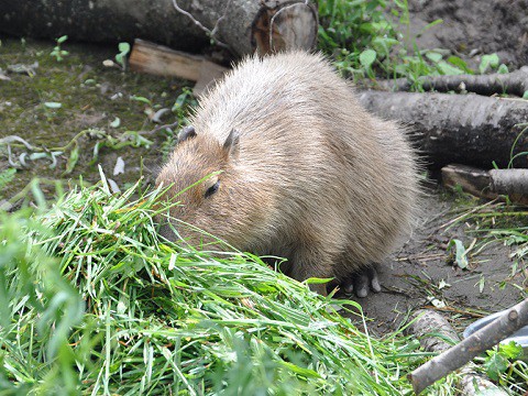 懐かしい写真・・・8月1日　旭山動物園　カピバラ姉妹