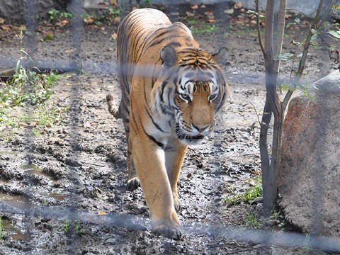 懐かしい写真・・・2017年9月26日　旭山動物園　アムールトラ親子