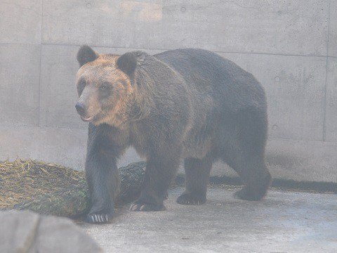 懐かしい写真・・・2017年9月26日　旭山動物園　もうじゅう館の仲間達