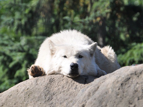 懐かしい写真・・・2017年9月26日　旭山動物園　シンリンオオカミたち