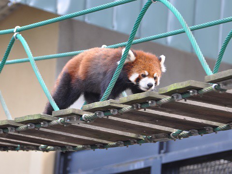 懐かしい写真・・・2017年9月26日　旭山動物園　レッサーパンダ2