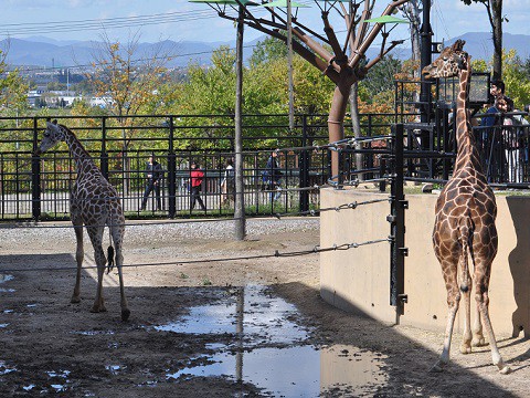 懐かしい写真・・・2017年9月26日　旭山動物園　きりん舎・かば館の動物