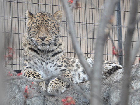 懐かしい写真・・・2017年11月3日　旭山動物園　もうじゅうたち