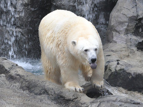 懐かしい写真・・・2017年11月3日　旭山動物園　ホッキョクグマ