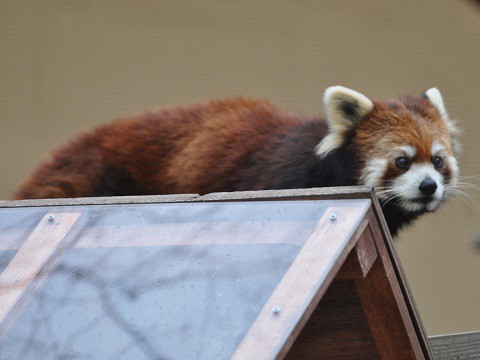 懐かしい写真・・・2017年11月3日　旭山動物園　レッサーパンダ