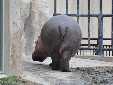 懐かしい写真・・・2017年11月3日　旭山動物園　きりん舎かば館