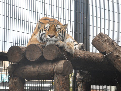 懐かしい写真・・・2017年11月3日　旭山動物園　アムールトラ