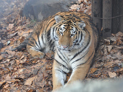 懐かしい写真・・・2017年11月15日　旭山動物園　アムールトラ