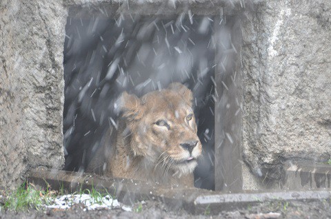 懐かしい写真・・・2017年11月15日　旭山動物園　レイラ