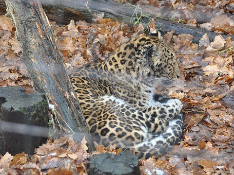 懐かしい写真・・・2017年11月15日　旭山動物園　もうじゅう館