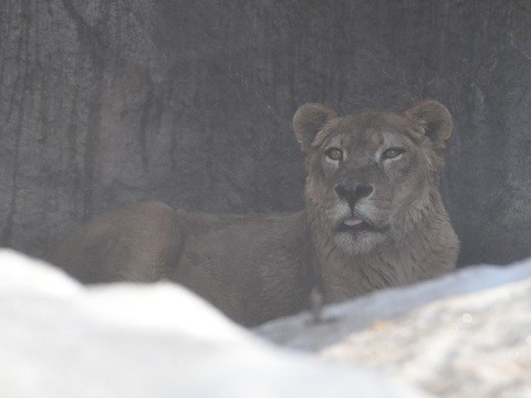 訃報　2018年4月10日　旭山動物園　ライオン　レイラ