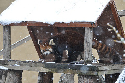 懐かしい写真・・・2017年11月15日　旭山動物園　レッサーパンダ1