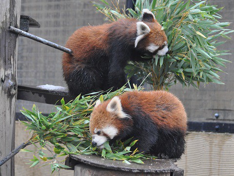 懐かしい写真・・・2017年11月15日　旭山動物園　レッサーパンダ2