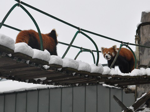 懐かしい写真・・・旭山動物園　レッサーパンダ　チャーミンと縞縞以外