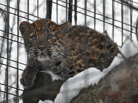 懐かしい写真・・・2017年12月3日　旭山動物園　アムールヒョウ