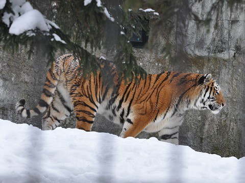 懐かしい写真・・・1月30日　旭山動物園　アムールトラ　キリルとソーン