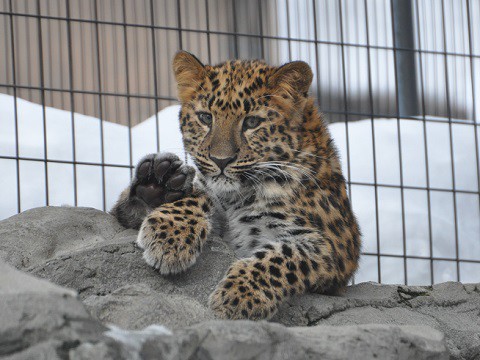 懐かしい写真・・1月30日　旭山動物園　アムールヒョウ